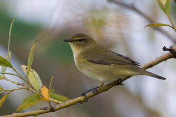 Obraz premium Tjiftjaf; Common Chiffchaff; Phylloscopus collybita