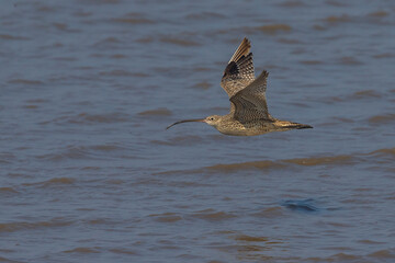 Siberische Wulp; Far Eastern Curlew; Numenius madagascariensis