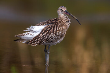 Wulp; Eurasian Curlew; Numenius arquata