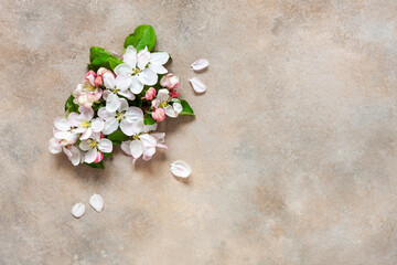 Close-up photo of Beautiful white Flowering apple tree  branches. Wedding, engagement or betrothal concept on concrete background. Top view, greeting card.