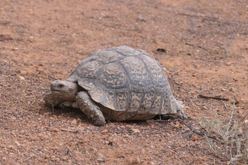 Pantherschildkröte, Stigmochelys pardalis, weit verbreitet in Afrika. Hier fotografiert in Oudtshoorn, Südafrika