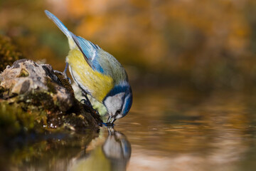 Pimpelmees; Blue Tit; Cyanistes caeruleus