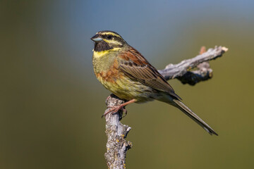 Cirlgors; Cirl Bunting; Emberiza cirlus