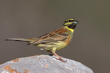 Cirlgors; Cirl Bunting; Emberiza cirlus