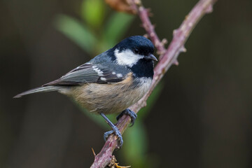 Fototapeta premium Zwarte Mees; Coal Tit; Periparus ater