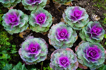 Decorative cabbage, an unusual solution for flowerbeds.Original landscape design