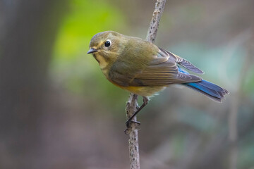 Blauwstaart; Red-flanked Bluetail; Tarsiger cyanurus