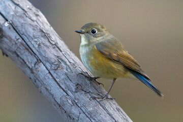Obraz premium Blauwstaart; Red-flanked Bluetail; Tarsiger cyanurus