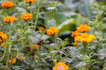 Yellow marigold flower garden, Mexican marigold flower close up shot.CR3