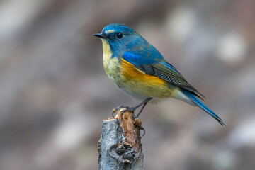 Blauwstaart; Red-flanked Bluetail; Tarsiger cyanurus