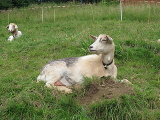Ziege im Gras