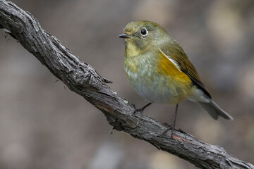 Blauwstaart; Red-flanked Bluetail; Tarsiger cyanurus