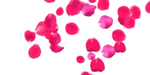 Rose Petals Stock Image