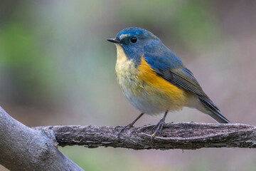 Blauwstaart; Red-flanked Bluetail; Tarsiger cyanurus