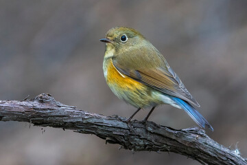 Blauwstaart; Red-flanked Bluetail; Tarsiger cyanurus
