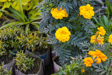 Yellow marigold flower with buds in the nursery