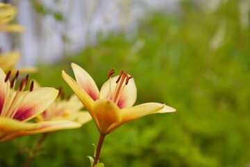 Orange Lilly flower on a garden background