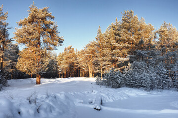 Pine trees in a snowy winter forest