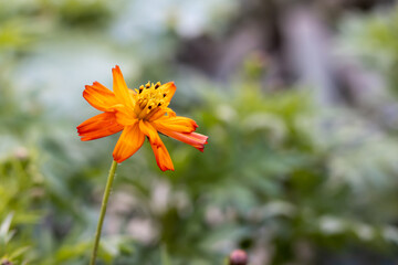 Bloomed yellow-orange multicolored cosmos flowers close up shot with blurred background