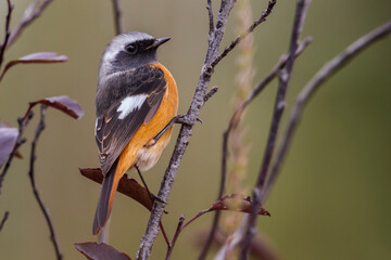 Spiegelroodstaart; Daurian Redstart; Phoenicurus auroreus