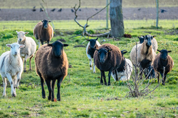 Schafe auf der Weide im Winter