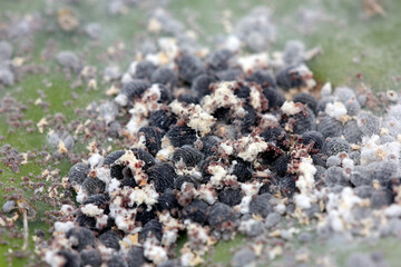 Cochenilleschildlaus, Cochenillelaus oder Cochenille (Dactylopius coccus) Nutztier, Insel...