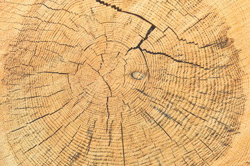 Wood grain texture of old tree stump with cracks in brown tone for background