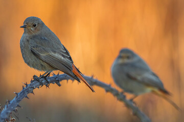 Zwarte Roodstaart, Black Redstart, Phoenicurus ochruros