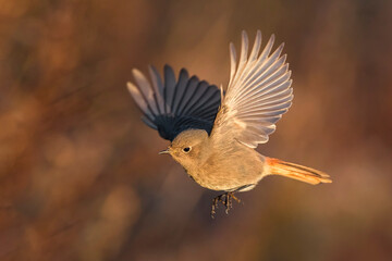 Zwarte Roodstaart, Black Redstart, Phoenicurus ochruros