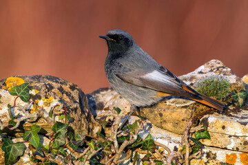 Zwarte Roodstaart, Black Redstart, Phoenicurus ochruros