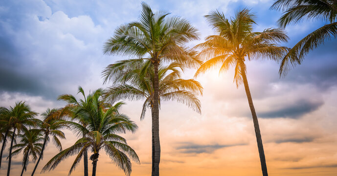Palm trees on tropical beach at sunset, Florida, USA.