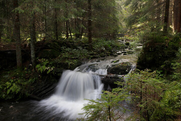 Fototapeta premium Kleiner Waldbach im Naturschutzgebiet Bayerischer Wald, Bayern, Deutschland, Europa 