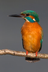 IJsvogel, Common Kingfisher, Alcedo atthis