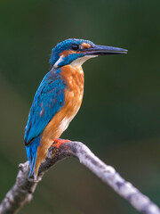 IJsvogel, Common Kingfisher, Alcedo atthis