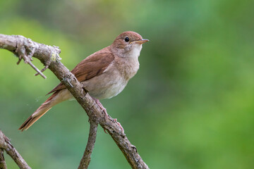 Nachtegaal; Nightingale; Luscinia megarhynchos