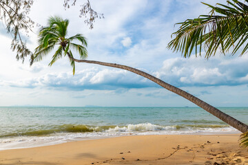 beach Lipa noi on Koh Samui in Thailand, paradise, sunny beach, coconuts and palm trees, sunbathing...