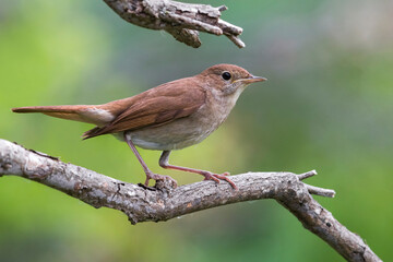 Nachtegaal; Nightingale; Luscinia megarhynchos