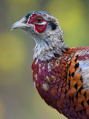 Fazant; Common Pheasant; Phasianus colchicus