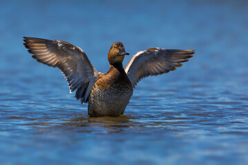 Tafeleend; Common Pochard; Aythya ferina