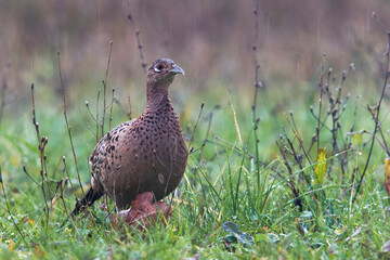 Fazant; Common Pheasant; Phasianus colchicus