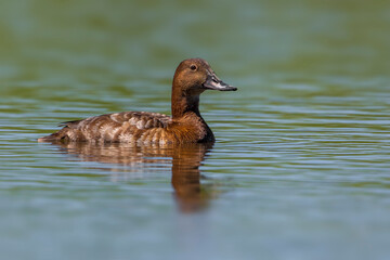 Tafeleend; Common Pochard; Aythya ferina