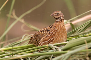Kwartel, Common Quail, Coturnix coturnix