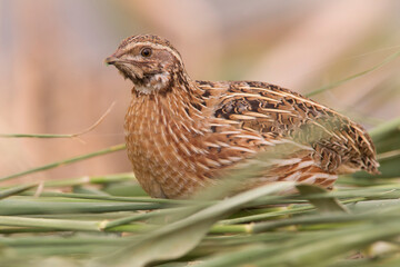 Kwartel, Common Quail, Coturnix coturnix