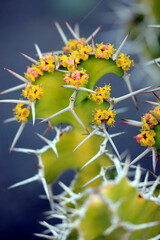 Gestachelte-Wolfsmilch (Euphorbia grandicornis) mit kleinen gelben Scheinblüten 
