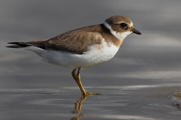Bontbekplevier; Common Ringed Plover; Charadrius hiaticula