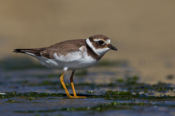 Bontbekplevier; Common Ringed Plover; Charadrius hiaticula