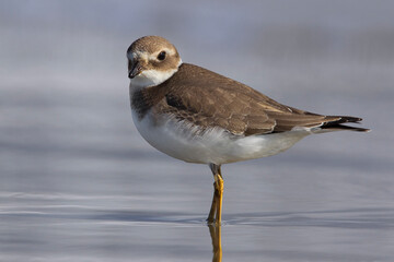Bontbekplevier; Common Ringed Plover; Charadrius hiaticula