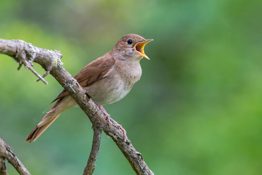 Nachtegaal; Nightingale; Luscinia megarhynchos