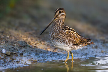 Watersnip; Common Snipe; Gallinago gallinago