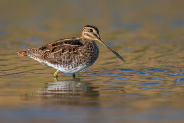 Watersnip; Snipe; Gallinago gallinago